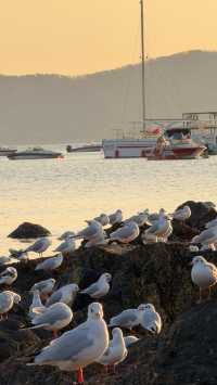 青島老城區賞鷗漫步指南：棧橋、八大峽與信號山的冬日浪漫