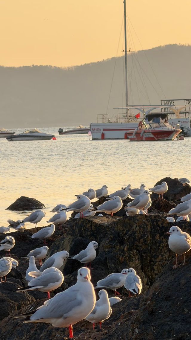 青島老城區賞鷗漫步指南：棧橋、八大峽與信號山的冬日浪漫