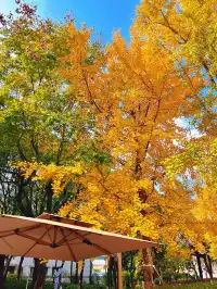 報劉海粟綠地 銀杏濃度已達99.9%