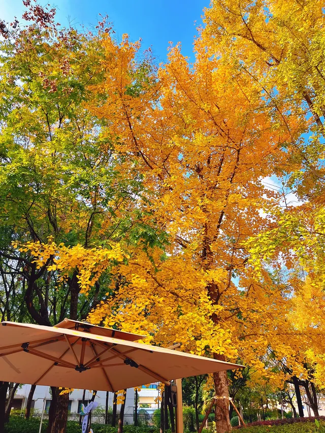 報劉海粟綠地 銀杏濃度已達99.9% 報劉海粟綠地 銀杏濃度已達99.9%