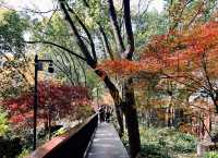 魔都小眾治癒地輔德里公園|市中心藏的森林綠洲