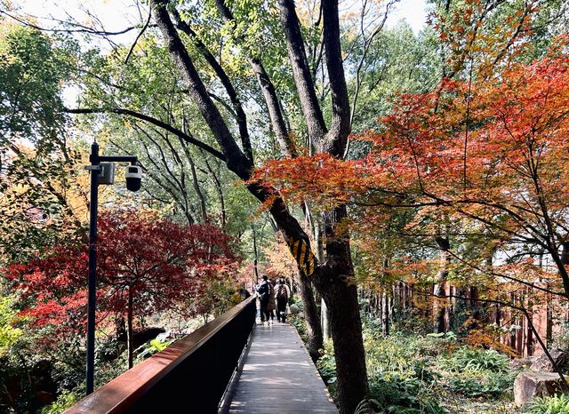 魔都小眾治癒地輔德里公園|市中心藏的森林綠洲 魔都小眾治癒地輔德里公園|市中心藏的森林綠洲