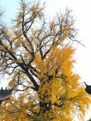撫州十王寺銀杏黃了！一樹成雙，千年守望
