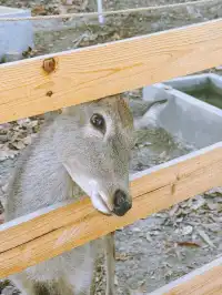 千島湖的秋意已加載完畢