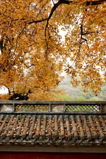 Xinchang Great Buddha Temple｜Here hides the splendid autumn colors of Jiangnan!