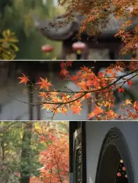 紅葉〡12.7古猗園的橙紅美景