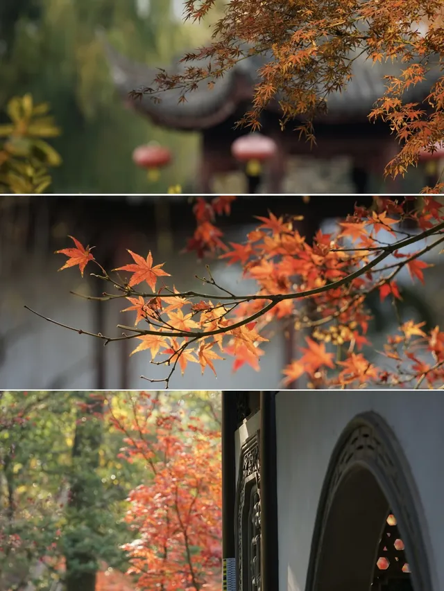 紅葉〡12.7古猗園的橙紅美景