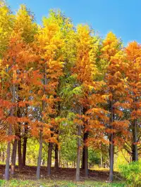 上海秋冬限定浪漫!劃進緋紅水杉秘境裡…