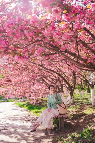 Пекин｜Поздняя сакура в парке Чаоян полностью расцвела