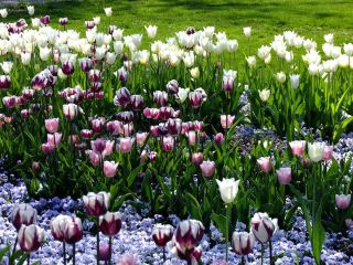 New York's sea of flowers in full bloom, 3 million tulips blooming together