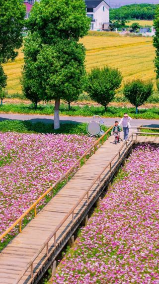 Gesa Flower Sea in Kunshan | Free check-in at this colorful flower sea!