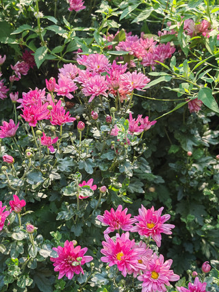 The thousand-headed chrysanthemum blooms at the National Botanical Garden, with delicate petals wrapping golden centers