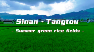Healing rice field village living! A complete guide to exploring Sinan Tangtou's vast rice fields