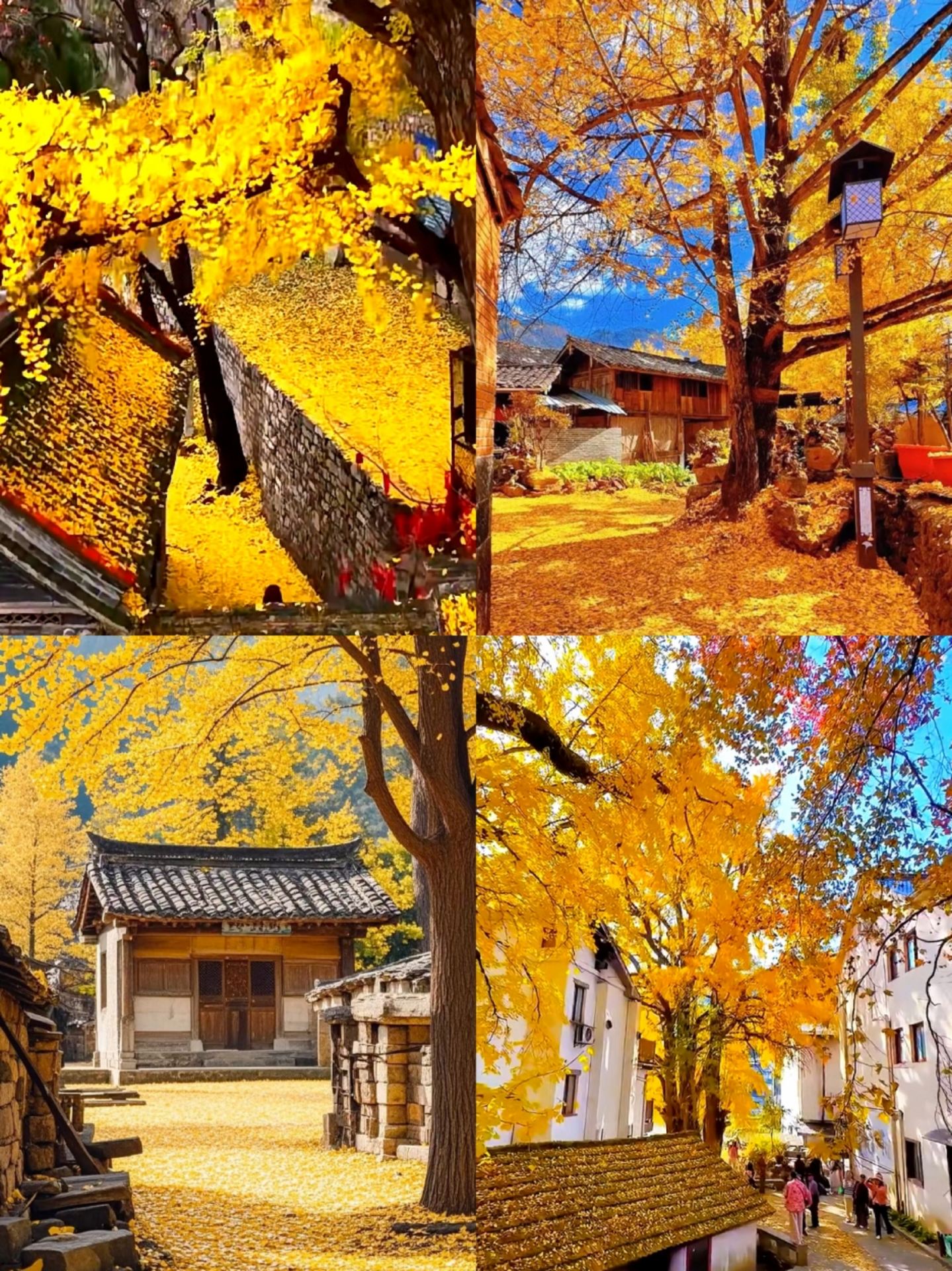 Tengchong Ginkgo Village hidden gem guide