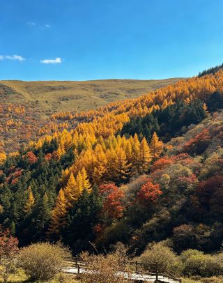Discover the Colors of the Qinba Mountains: Experience a Golden Autumn at Guangwu Mountain