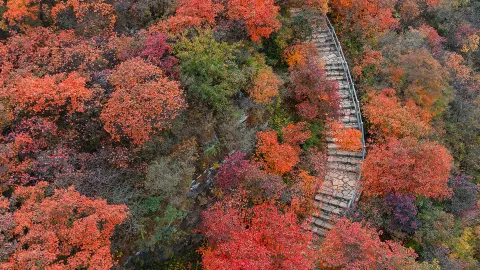 Peak foliage at Pofengling 📸 It's truly the best place to see autumn in Beijing — traveler post in Beijing