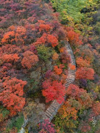 Peak foliage at Pofengling 📸 It's truly the best place to see autumn in Beijing