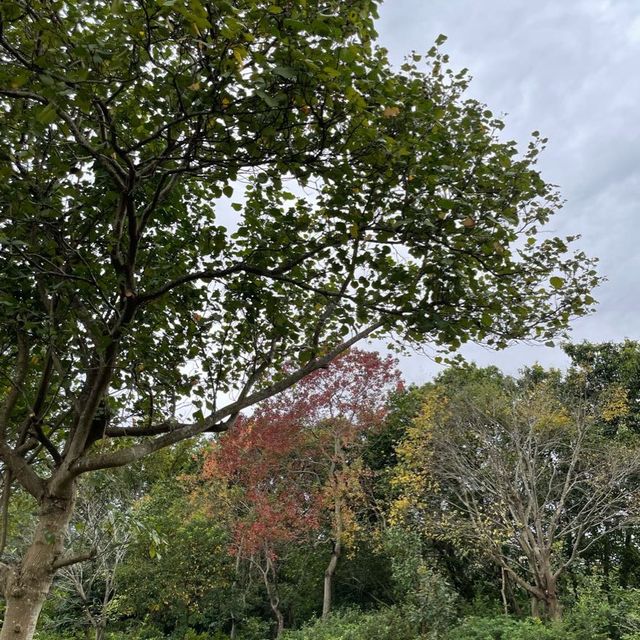 紅葉超美濕地公園🌲