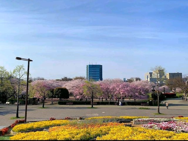 Strolling around Kiba Park