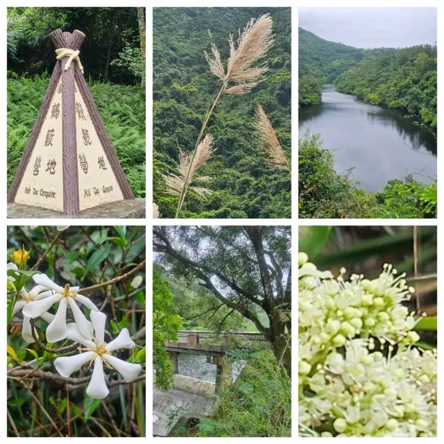 天陰輕鬆行👣鶴藪水塘>沙羅洞>鳳園