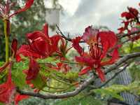 香港賞花 | 不只得荷花的城門谷公園