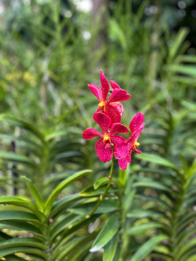 National Orchid Garden Escape