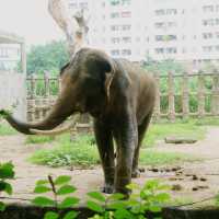 Wildlife of Saigon Zoo and Botanical Garden