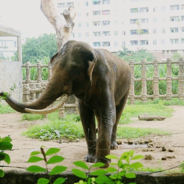 Wildlife of Saigon Zoo and Botanical Garden