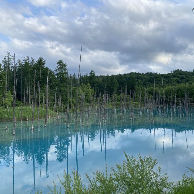 夏日仙境！北海道美瑛「白金青池」讓你沉浸於自然奇景