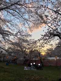 【兵庫・加古川】日岡山公園🌸