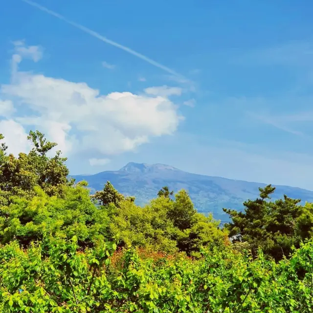 🏞️ 한라산을 못갔다면, 서귀포 칠십리시 공원을 가보세요!