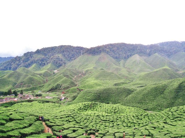 Dine in a tea plantation