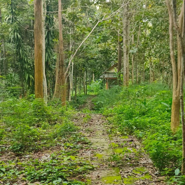 Forest pathway👍🏻