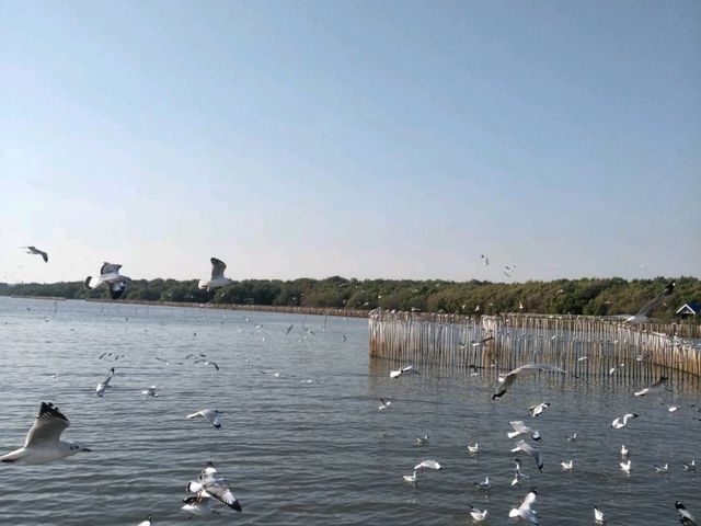 🦅สถานตากอากาศบางปู