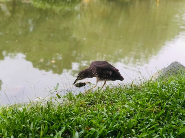 台北｜🌳🌅 Dahu Park 大湖公園