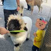 宜蘭超乾淨親子農場，加送落羽松秘境