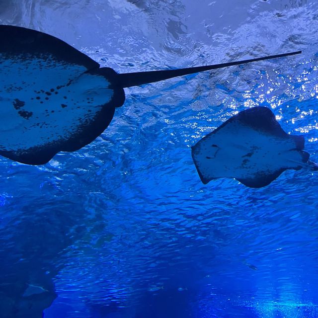 테마가 다양한 코엑스 아쿠아리움🐠🫧