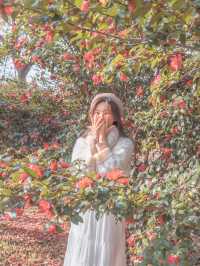 부산에 있는 동백 명소 화명생태공원♥️✨