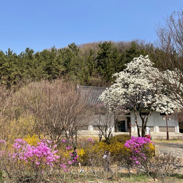대전여행:: 봄꽃 가득한 우암사적공원🌸