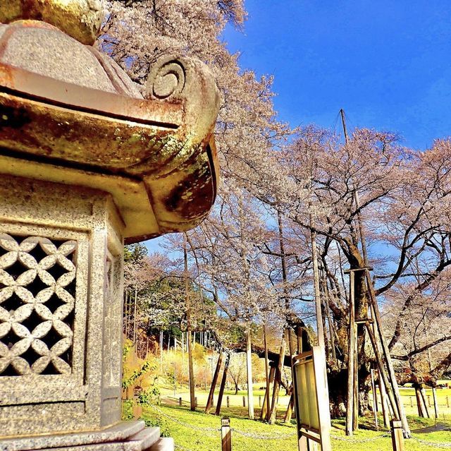 根尾淡墨桜