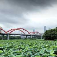 盛開的荷花🪷世界～洪湖公園