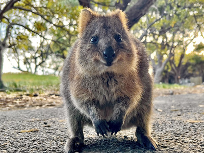 へっぽこ、ロットネスカノコ オーストラリア・ロットネスト島】神回クオッカ特集🦘 | Trip.com