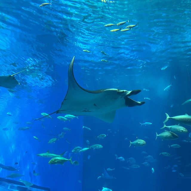 【沖縄】絶対に行きたい！美ら海水族館