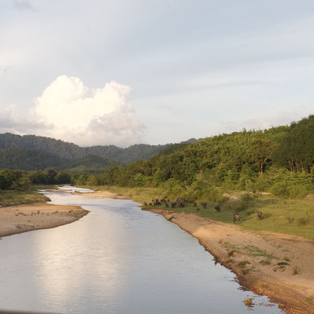 Khao Sok National park 自然生態遊記