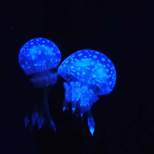 魚好きにはたまらない！美ら海水族館！