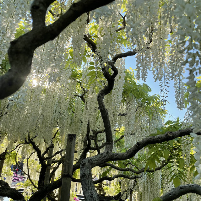 栃木のお花畑ならここ！！！