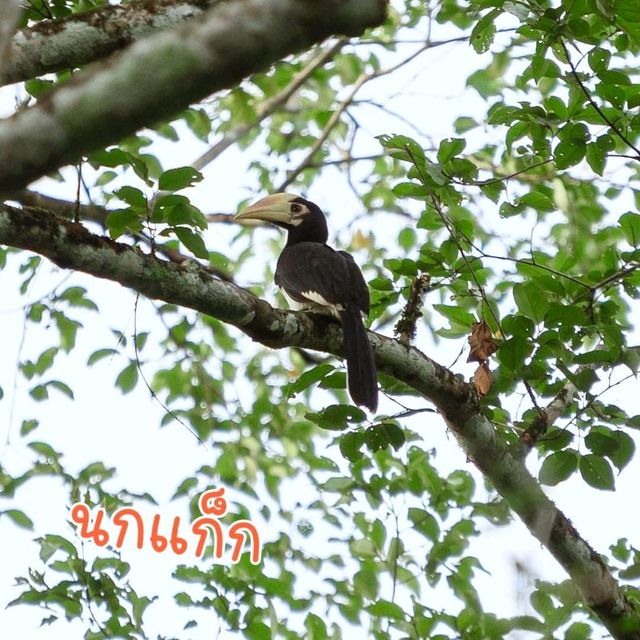 ลานกางเต็นท์ อุทยานแห่งชาติแก่งกระจาน จ.เพชรบุรี