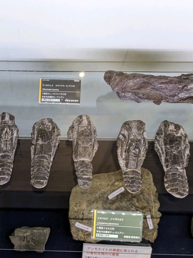 【北海道三笠】アンモナイトが沢山いる博物館