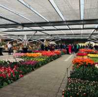 荷蘭🇳🇱盧瑟·花卉展覽活動&花藝創作比賽🌷🍀 Keukenhof 庫肯霍夫