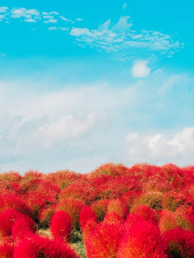 紅海漫遊驚艷絢爛🌺🌊🏞️ 國營常陸海濱公園